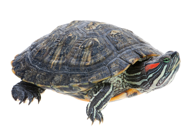 Red Eared Slider Care Guide & Price » Petsoid