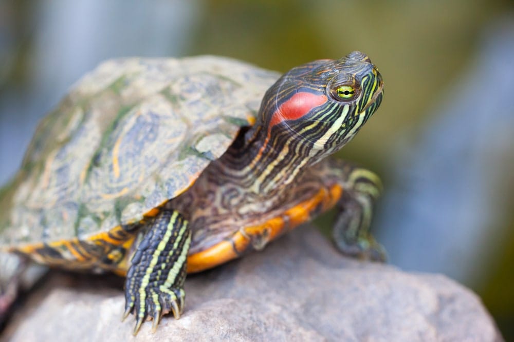 Red Eared Slider Care Guide & Price » Petsoid
