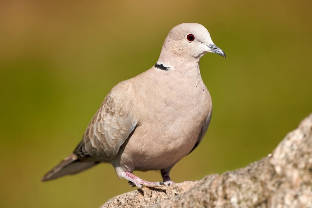 Ring-Necked Dove Care Guide, Info & Price » Petsoid