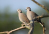 Ring-Necked Dove Care Guide, Info & Price