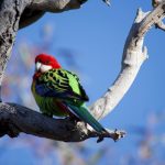 Rosella blue background