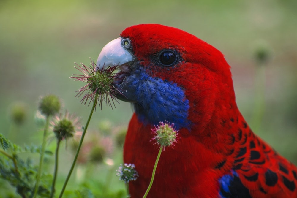 Rosella eating flower