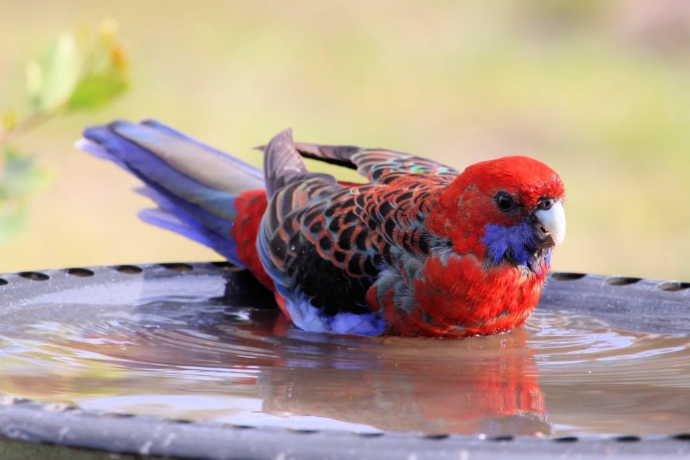 Rosella having a bath