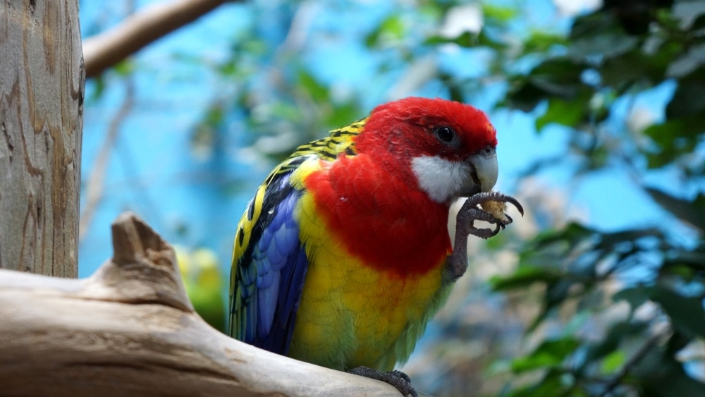 Rosella on a tree