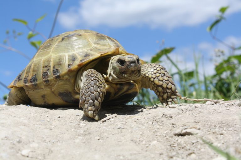 Russian Tortoise Care Guide & Prices » Petsoid