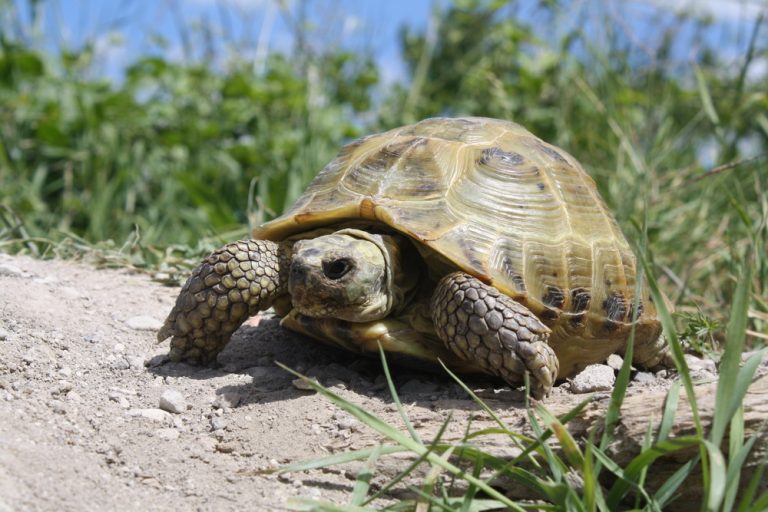 Russian Tortoise Care Guide & Prices » Petsoid