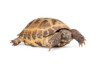 Russian Tortoise Care Guide & Prices