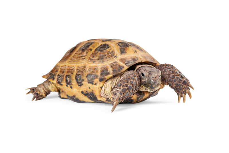 Russian Tortoise Care Guide & Prices » Petsoid