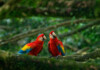 Scarlet Macaw Care Guide - Diet, Lifespan & More