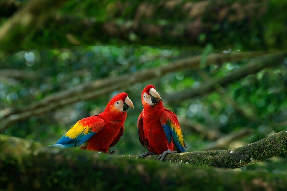 Scarlet Macaw couple