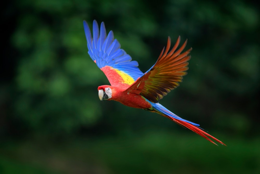 Scarlet Macaw flying
