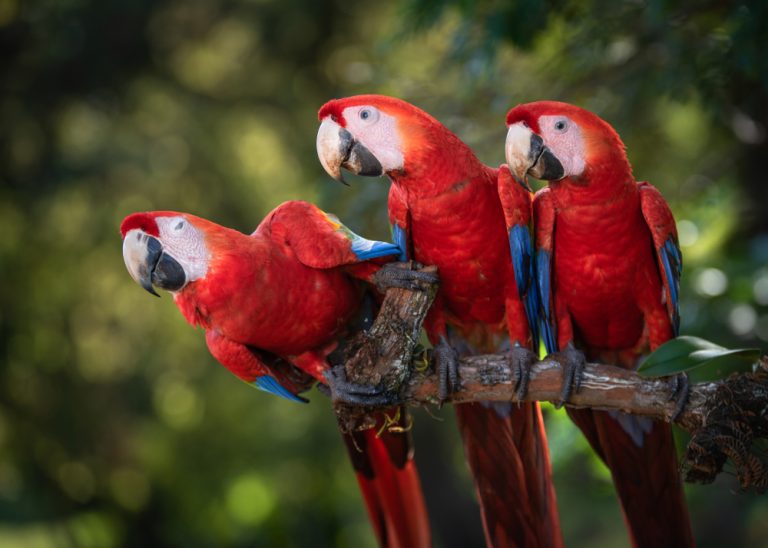 Scarlet Macaw Care Guide - Diet, Lifespan & More » Petsoid