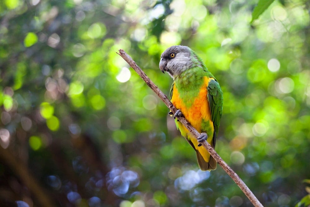 Senegal Parrot in the wild