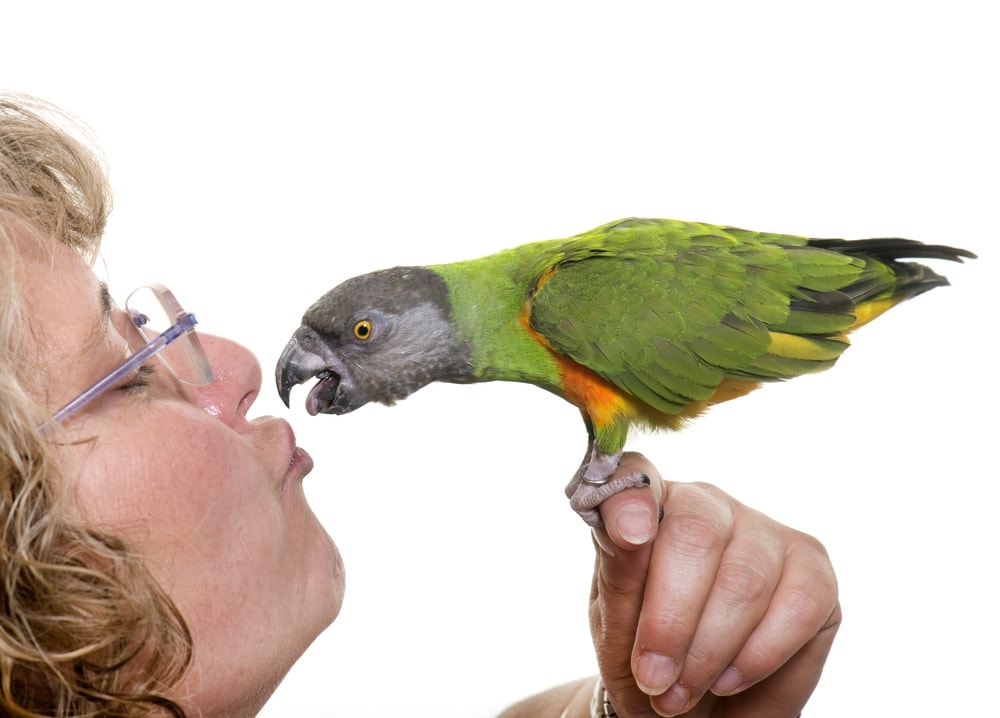 Senegal Parrot kissing