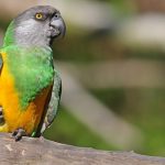 Senegal Parrot on the tree