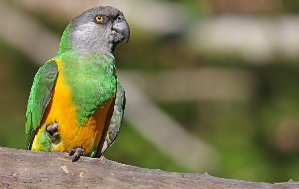 Senegal Parrot on the tree