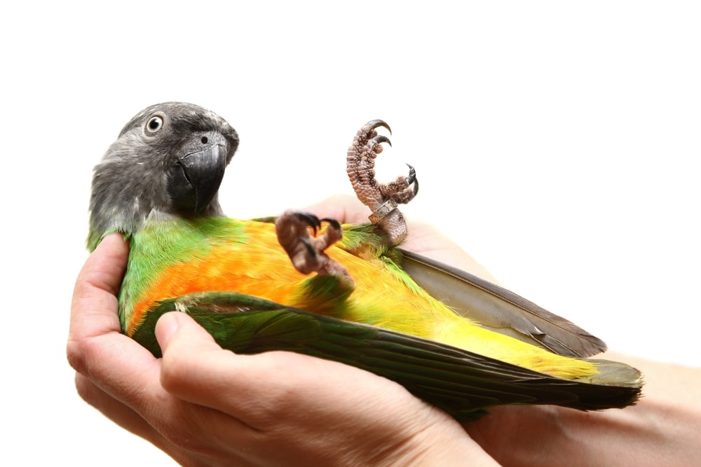 Senegal Parrot white background