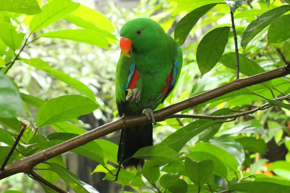 Soloman Islands Eclectus in forest