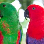 Soloman Islands Eclectus pair