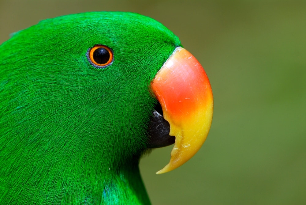 Soloman Islands Eclectus portrait