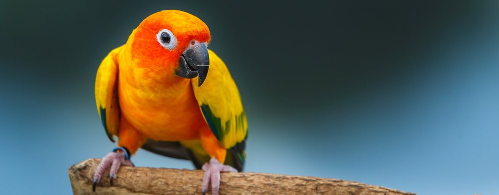 Sun Conure 1 e1575612770165