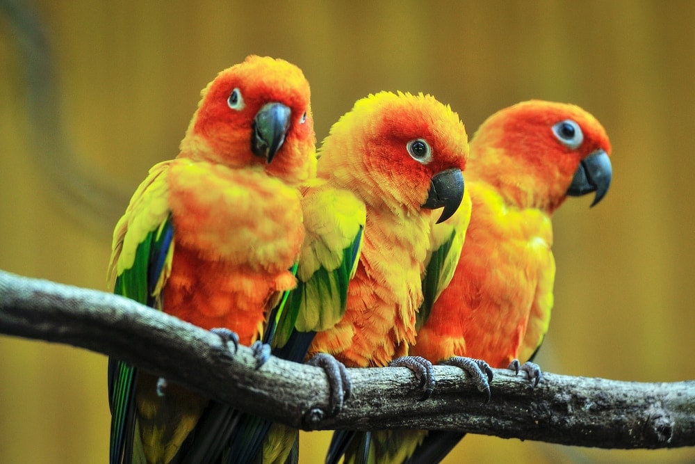 Sun Conure three