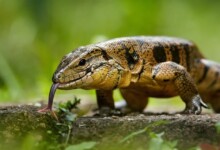 Getting a Tegu: Is It The Right Decision?