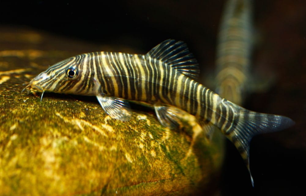 gold zebra loach max size