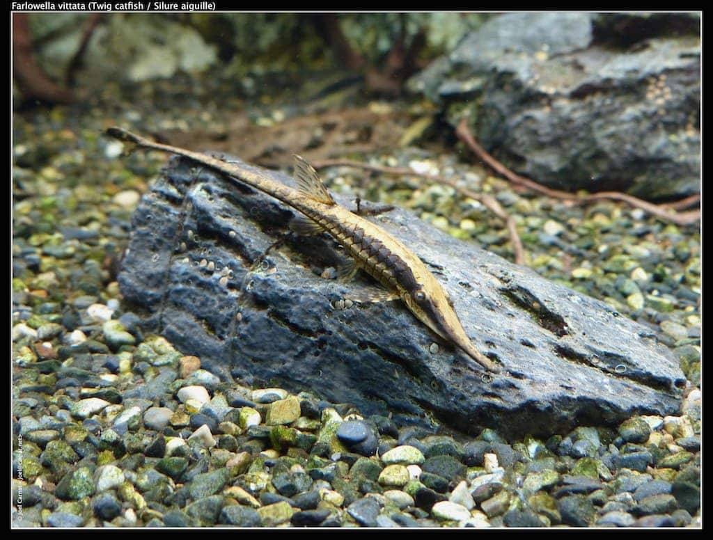 Twig Catfish