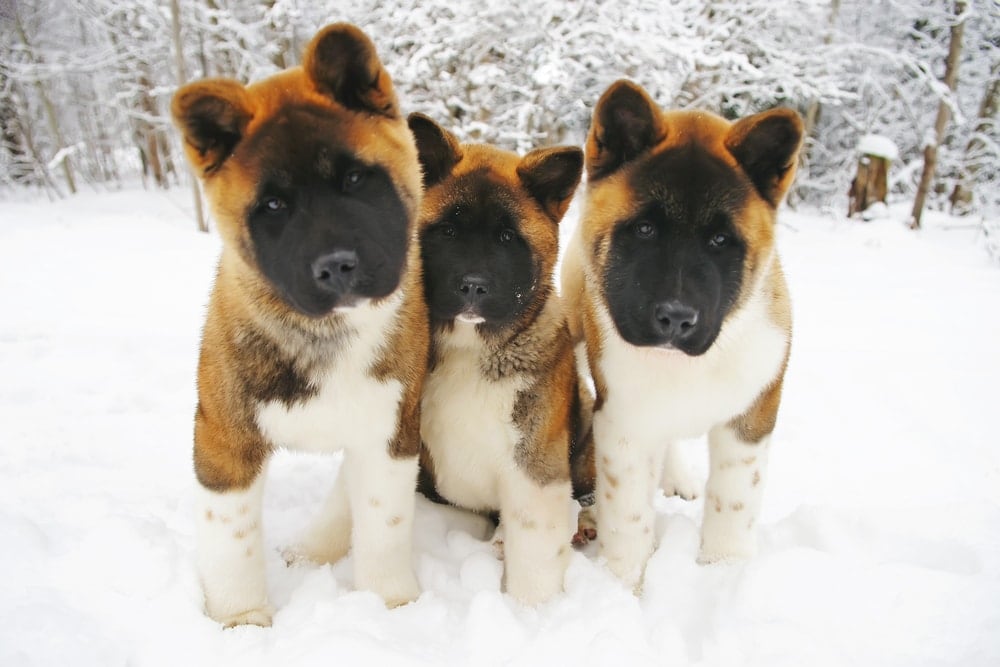 japanese akita cross labrador