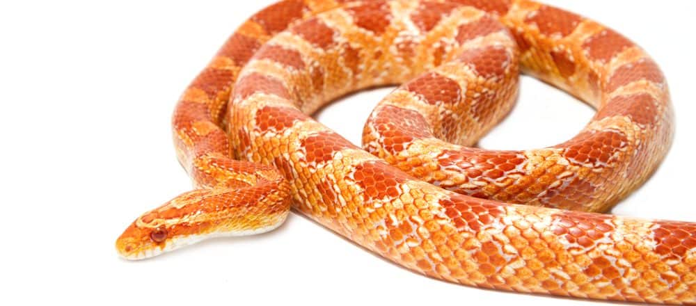 Corn Snake Size Feeding Chart