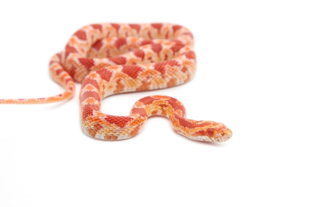 albino corn snake white bg