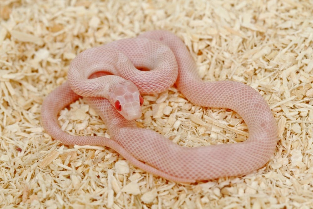 albino corn snake