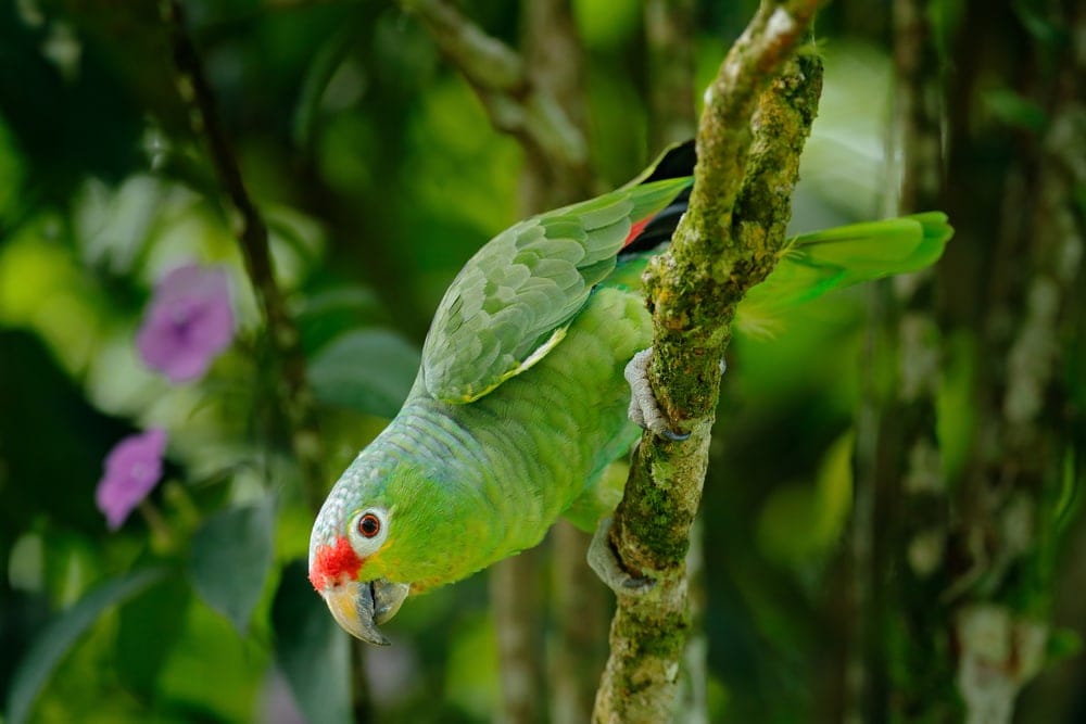 amazon parrot