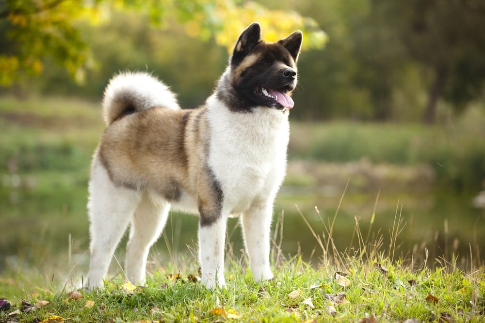 american akita