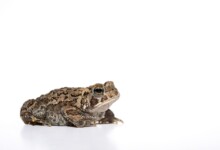 American Toad Care Guide, feeding & Prices