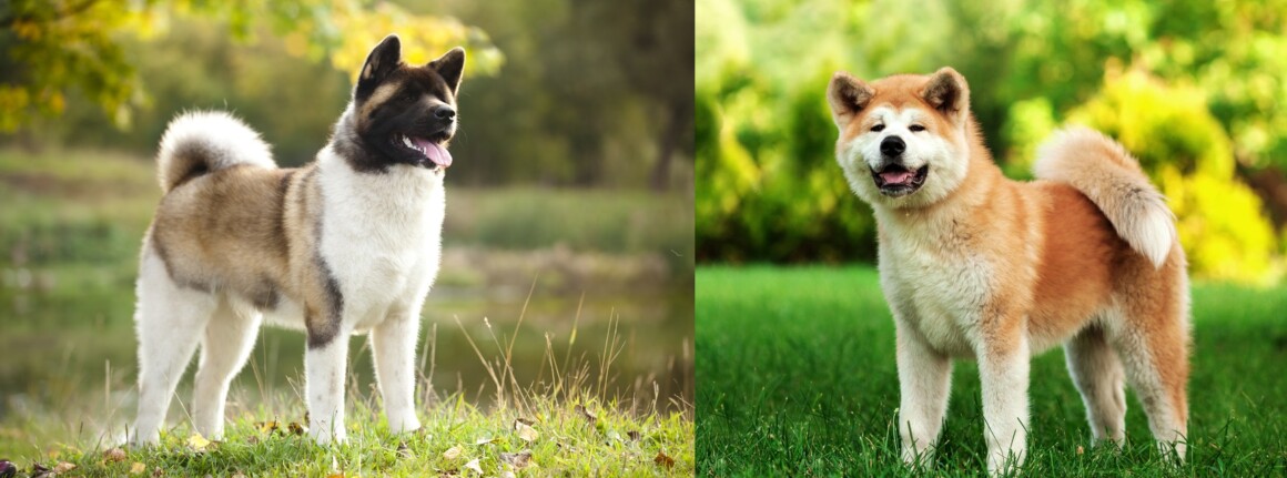 American Akita vs. Japanese Akita - Differences