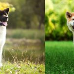 american vs japenese akita