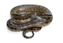 Are Anacondas Poisonous?