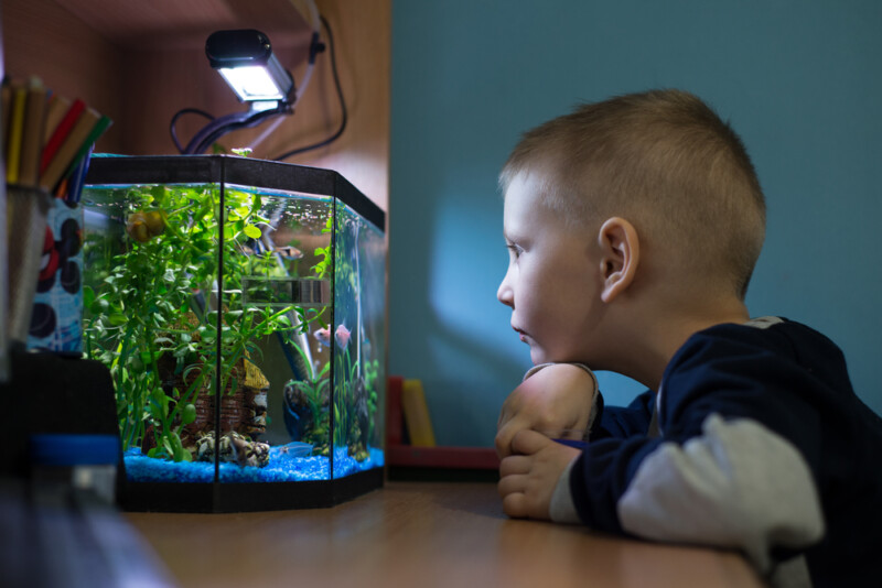 7 Centerpiece Fish for Your Community Aquarium » Petsoid
