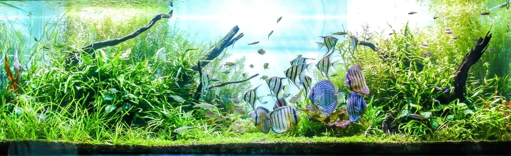 What Does Cycling Your Aquarium Mean