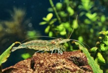Amano Shrimp - Get rid of your Algae’s & Care Guide
