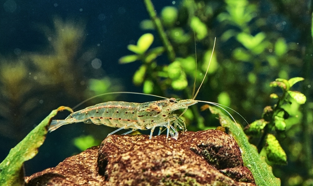 armano shrimp in aquarium