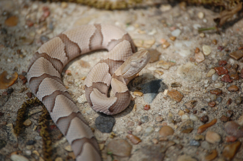 How to Identify a Baby Copperhead Snake » Petsoid