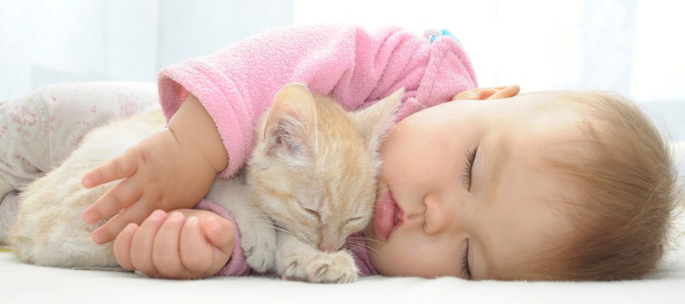 How To Keep Your Cat Out Of Your Baby S Crib Petsoid