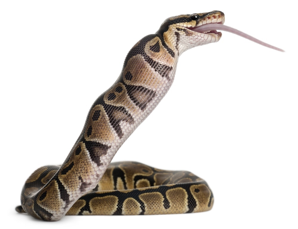 How Long Can A Ball Python Go Without Eating » Petsoid
