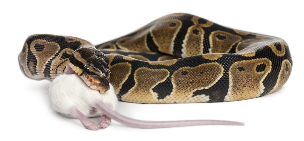 How Long Can A Ball Python Go Without Eating - Petsoid