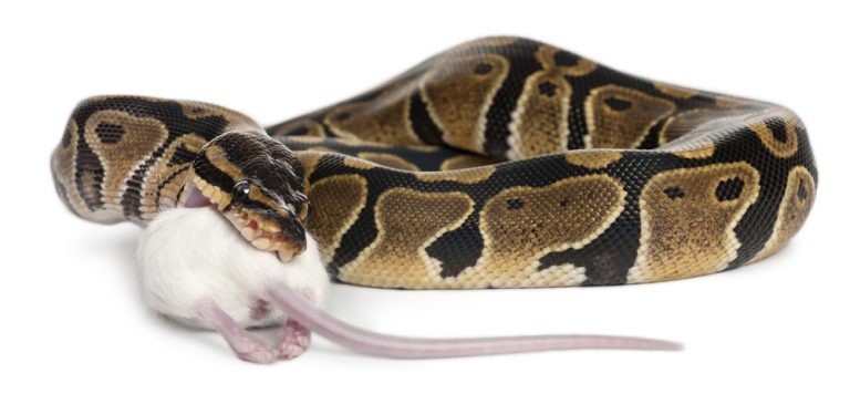  how long can a ball python go without eating petsoid