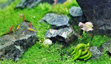 7 Freshwater Aquarium Crabs - Types - Petsoid