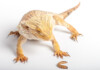 How Often Should You Feed A Bearded Dragon?